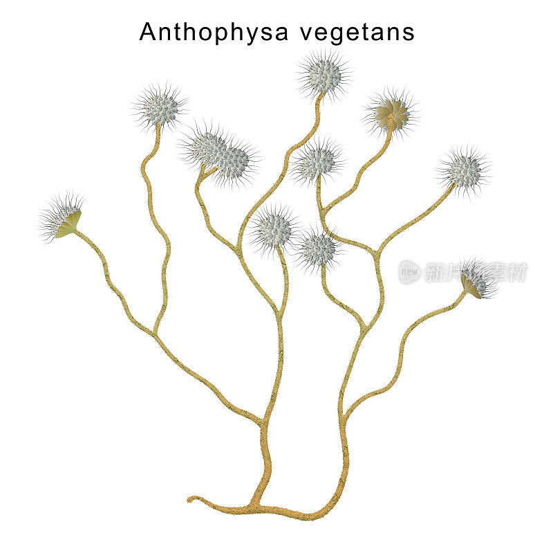 图中为无色群居鞭毛藻Anthophysa vegetans的精细结构
